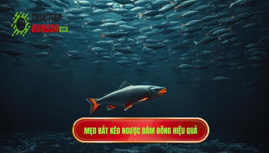 Kinh nghiệm bắt kèo ngược đám đông hiệu quả